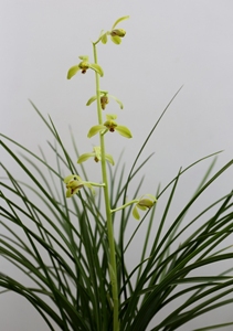 兰花 蕙兰 庆华梅 也叫潘绿梅 4苗 带个芽点 喜欢诚拍 苗