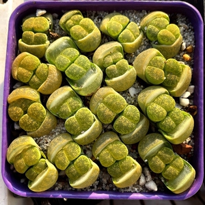 1121177099似水柔情淘宝绿紫熏 c36a生石花 绿紫薰 绿紫勋石生花