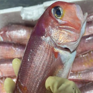 东海野生斧头鱼甘鲷马头鱼方头鱼海鲜超低温保存马头鱼,鲜活肉多