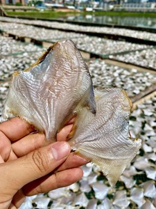 北海特产白仓鱼干 低盐足干白鲳鱼干咸鱼干 海鲜水产品干货批发