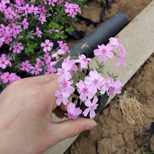 8091人付款淘宝芝樱花苗丛生福禄考小苗耐寒耐旱花卉多年生宿根春季