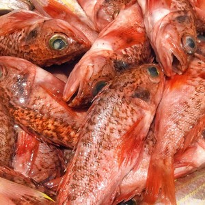 【5斤】红石斑鱼大眼鱼野生海捕深海鱼新鲜活冷冻长寿鱼海鲜水产