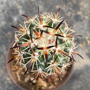 满源园艺 稀有仙人球 顶花属 钢钉 钢钉仙人球黑刺钢钉 经典