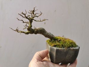 榔榆老桩,榆树盆景,掌上微型小盆栽,一物一拍,所见即所得,带