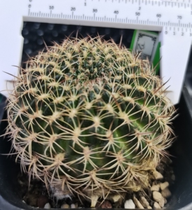 000人付款淘宝实生脂粉丸!丽花属!开花仙人球!开花球!花色如图!