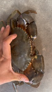 一只一斤巨无霸三门青蟹蟹农直发包活到家满膏满黄 大螃蟹鲜活海
