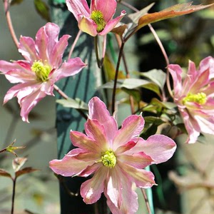 铁线莲玫瑰花蕾