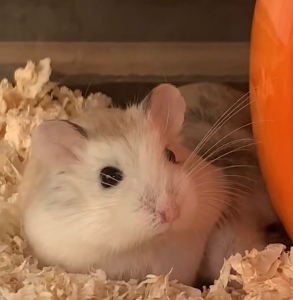 (29一只公婆仓鼠)眼圈熊仓鼠金丝熊家养小仓鼠仓鼠宠物繁殖进