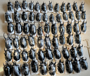 南洋大兜虫标本 100mm以下中短角随机发