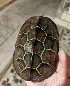 苏北草龟 粗金线 刀刻纹 青头绿鳞 靓头纹 紫檀 红檀