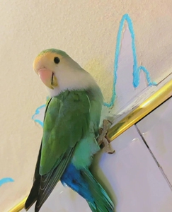 绿金顶牡丹鹦鹉25天到30天纯手养,不黏人亲人包退