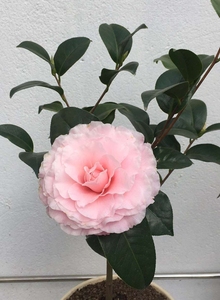 杰里唐娜茶花
