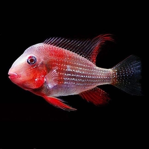 洛克王国红唇鱼图片