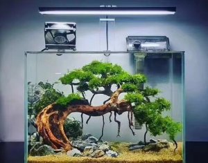 懒人造景鱼缸生命之树,迎客松,造景新手水草莫斯树,巴西树沉木