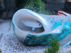 三湖卷贝鱼 斑马贝 黄金叮当 贝壳虎