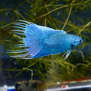 00依添香旗舰店天猫中国斗鱼普叉冷水鱼淡水鱼原生旁皮婆繁殖鱼苗好