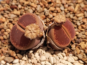 生石花日轮红jb鸡血石,出种子100粒30.