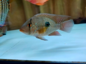 四条伊波拉关刀,都是成鱼,一公一母,公鱼20左右,母鱼15左