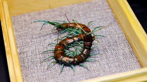 【ex sp】广西薄荷蓝腿蜈蚣标本规格:12*22*6