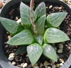寿十二卷多肉植物丸叶磨面克里克特寿品种少萌肉肉植物花卉0人付款25
