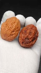 云南铁核桃 七彩龙脊开背金蟾 特价