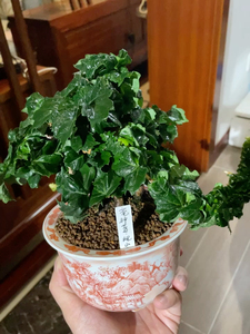 日本龙神爬山虎