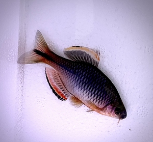 max_1998淘宝稀有冷水好养活淡水观赏鱼嫦娥鱼长耳太阳鱼活体鱼苗