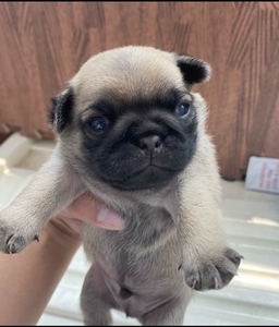 巴哥幼犬,两个月大的小八哥找个有缘人,希望可以好好对它,自家