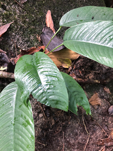 深山里的望过山龙,叶子亮绿,适合庭院种养,每棵20元三棵包邮
