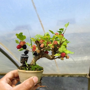 掌中宝姬果桑 日本小叶果桑 掌上造型盆景 姬桑微型0人付款42