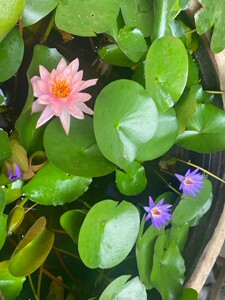 紫色睡莲花也被称为是睡火莲,它的花语是十分特别的,花语是淡薄