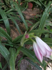 香殊兰穆氏文殊兰crinum moorei香舒兰文殊兰直径3
