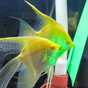 台系黄蜻蜓精品神仙鱼燕鱼红眼长鳍长尾._阿里巴巴找货神器