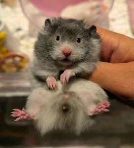 家养超温顺西施熊仓鼠长毛金丝熊稀有类黑波利纹活物活体巨型熊类