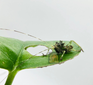 天狗螽斯 螽斯 龙头螽斯 为了响应某些虫友的炒价口号 今