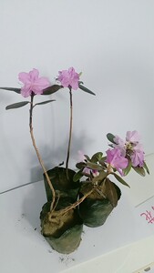 杜鹃花  达达香  金达莱  盆栽.