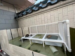 乌龟晒台产蛋池 专业定制 想你不能想 做你不敢想 做到满意发