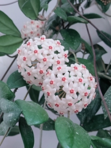 绿叶白花球兰,银斑球兰,两年大苗,大苗50一100厘米长,已