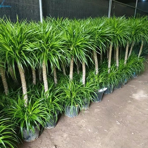 【龙须花盆栽室内】龙须花盆栽室内品牌,价格 - 阿里巴巴