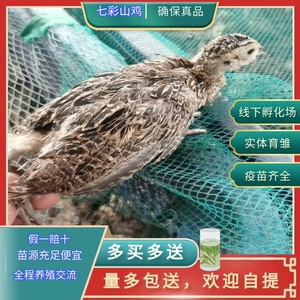 正宗七彩山鸡苗野鸡苗半大脱温半斤成品野鸡活体包邮