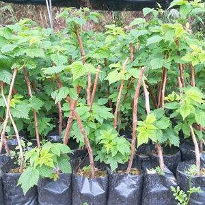 覆盆子黑树莓苗盆栽地栽双季红树莓黄树莓苗南方双季红树莓苗(带