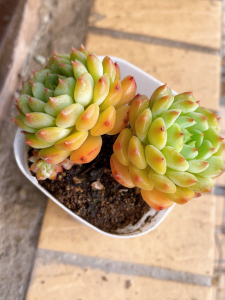 多肉植物熊猫脸双头小老桩