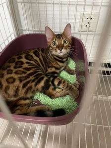 孟加拉豹猫,弟弟,9个月,疫苗全,健康活泼,送豪华猫笼进口猫