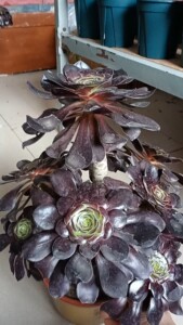 自养多肉法师,巫毒红酒杯法师大老桩,喜欢的朋友可以留言打我想