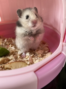 出杂银仓熊鼠22元包邮到家!仓鼠宠物小仓鼠布丁银狐金丝熊儿宠