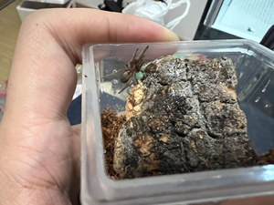 纳米比亚黄金巴布蜘蛛 aj蜘蛛苗子单只便宜出 杭州可以面交