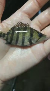 孟加拉银虎鱼