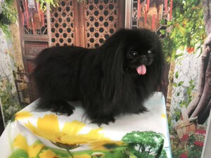 000人付款淘宝黑色京巴幼犬,两个月大疫苗两针,自家繁育不喜勿扰.