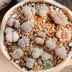 生石花寿丽饼干净窗饼干