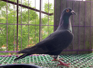 黑色信鸽母一只,半年多的鸽子,已成年可做保姆.